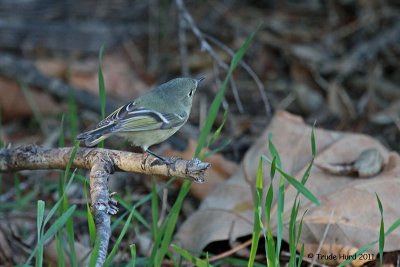 Ruby-crowned Kinglet