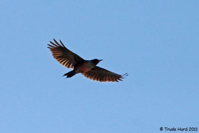 Lewis Woodpecker flying