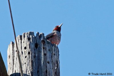 Lewis Woodpecker on telephone pole