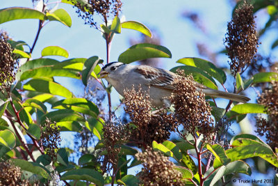 White-crowned Sparrow eating laurel sumac