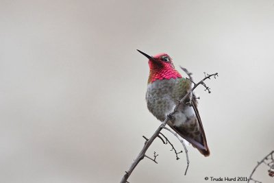 Anna's Hummingbird scratching (Upper Newport Bay)