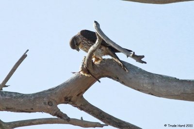 Merlin eating a bird