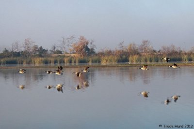Canada Geese not so easy to count when lifting off and leaving the pond