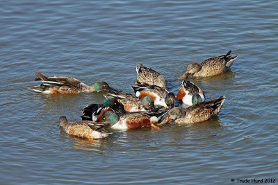 Shovelers not so easy to count when they spin in circles.