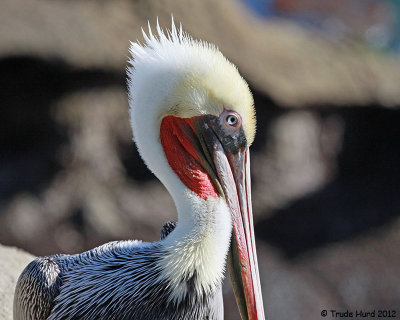 Calif. Brown Pelican