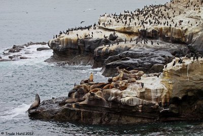 Rest site for cormorants and sea lions