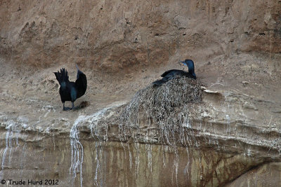 Surprised to see Brandt's Cormorant nesting (blue pouch)