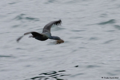 Brandt's Cormorant brings algae to nest
