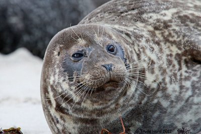 Harbor Seal close-up