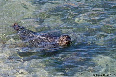 Harbor Seal with round head and speckled body