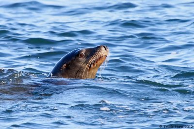 Sea lion with pointed head, unspotted body, and ear flap