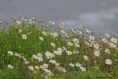 White flowers