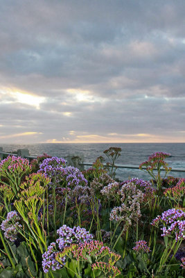 Sea Lavender at sunset