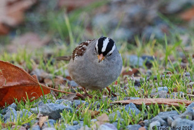 irvine_park_sparrows_2012