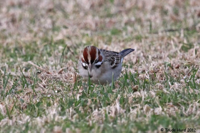 Crown of Lark Sparrow