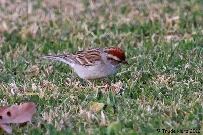 Crown of Chipping Sparrow