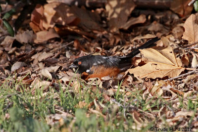 Spotted Towhee (yes, it is in the sparrow family)