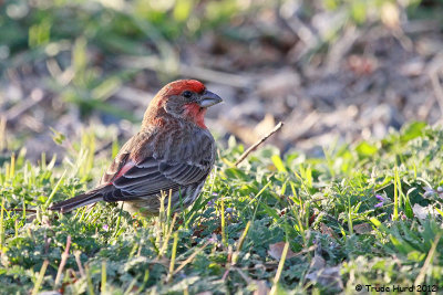 House Finch (nope, not a sparrow)