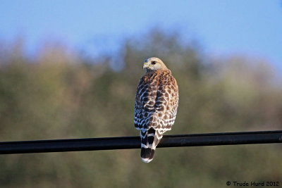 Red-shouldered Hawk (would eat a sparrow!)