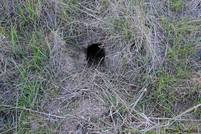 Our team finds extensive ground squirrel burrows. Some with debris outside (spring cleaning!)