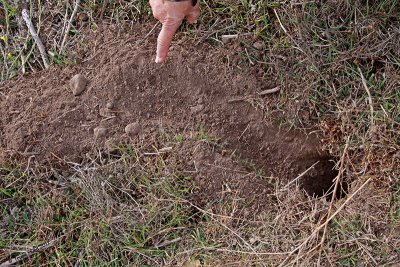 We found a few tracks and scratches in the dirt