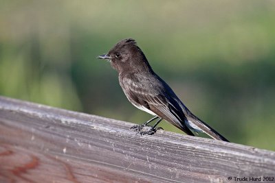 Black Phoebe watched with interest
