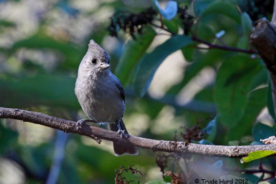 Oak Titmouse modestly turned away