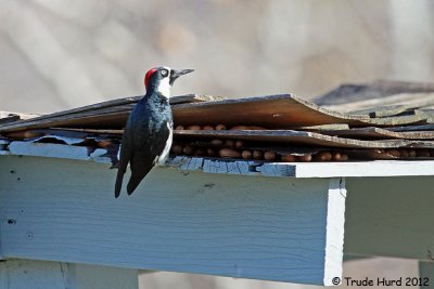 Acorn Woodpecker knew where to store its acorns