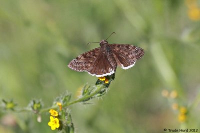 Duskywing Butterfly on fiddleneck