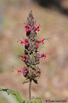 Hummingbird Sage flowering near nature center