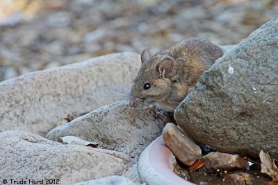 My first sighting of a live woodrat!