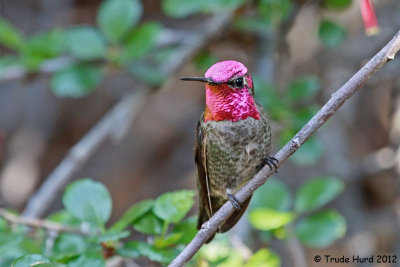Anna's Hummingbird at gooseberry