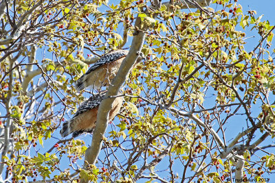 Red-shouldered Hawks after mating (banded male on right)