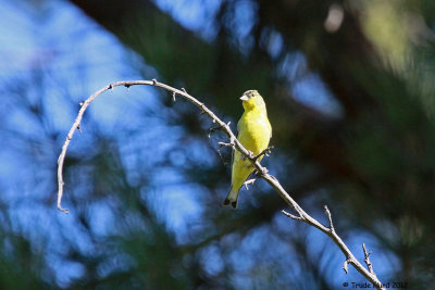 Lesser Goldfinch singing