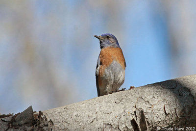 Western Bluebird, male