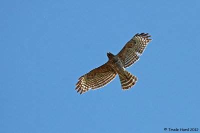Red-shouldered Hawk flew away