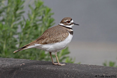 Killdeer