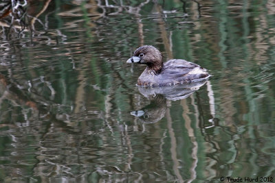 Pied-billed Grebe reflection