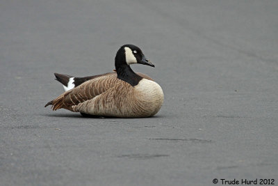 Canada Goose asleep on road!