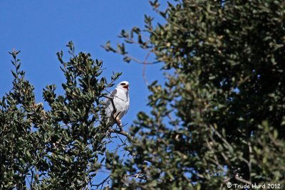 White-tailed Kite complaining