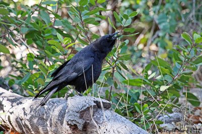 American Crow