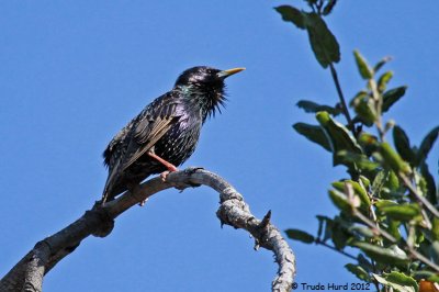 European Starling in alternate/breeding plumage