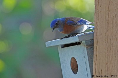 Western Bluebird male checks out nest box