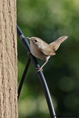 House Wren's input is angry