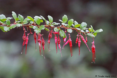 Gooseberry in flower