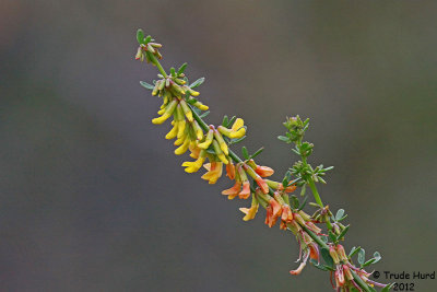Deer Weed in flower