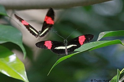 Butterflies courting