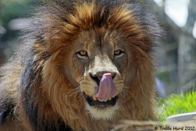 Can you touch your nose with your tongue?