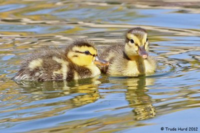 Mallard ducklings