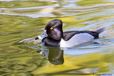 Ring-necked Duck male